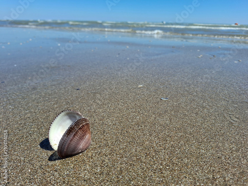Cuadro en lienzo Seashells on sandy beach in summer