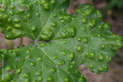 Foto Macro texture of grape leaf damaged by erineum mite (Eriophyes vitis)
