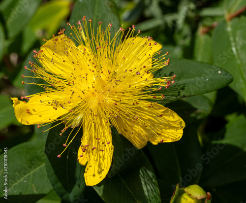 Konstfotografi Close up of St Johns Wort flower