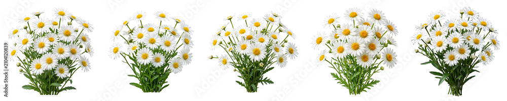 Obraz premium Set of Five Beautiful Chamomile Flower Bouquets Isolated on White Background for Floral Design Projects, Spring Garden Decor, Botanical Illustration, and Nature-Inspired Art