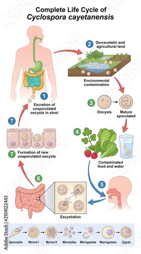 Complete Life Cycle of Cyclospora cayetanensis Infection Medical Infographic