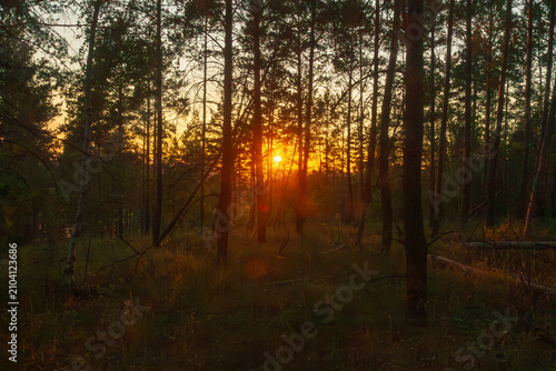 summer sunset in a pine forest