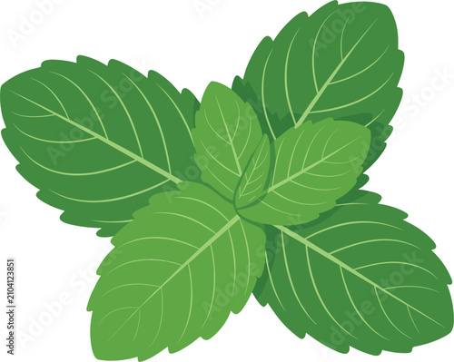 Fresh green mint leaves vector illustration, isolated aromatic spearmint peppermint herb for food cooking design.
