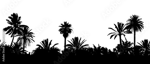 Seamless vector landscape banner with palm tree silhouettes on white background.