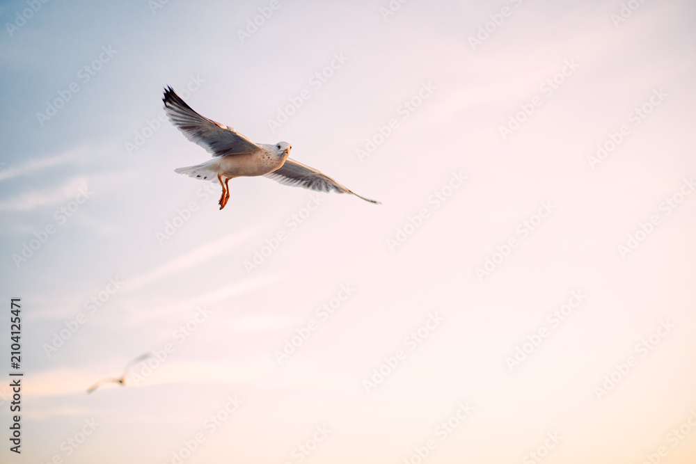 Fototapeta premium Seagull gliding with open wings against a pale evening sky in soft warm light.