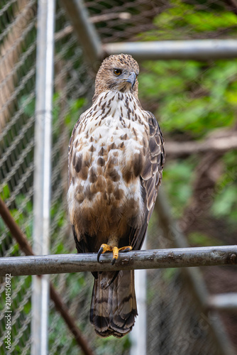 Bild auf Leinwand The changeable hawk-eagle (Nisaetus cirrhatus)  is a large bird of prey species of the family Accipitridae