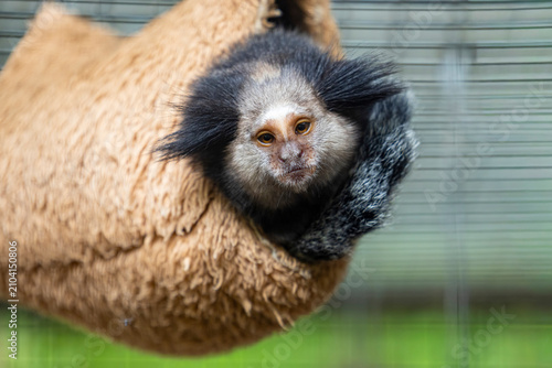 Canvas Print The black-tufted marmoset (Callithrix penicillata) is a species of New World monkey that lives primarily in the Neo-tropical gallery forests of the Brazilian Central Plateau