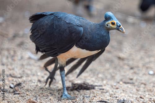 The maleo (Macrocephalon maleo) is a large megapode and is endemic to Sulawesi and the nearby smaller island of Buton in Indonesia.