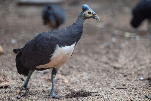 Canvas Print The maleo (Macrocephalon maleo) is a large megapode and is endemic to Sulawesi and the nearby smaller island of Buton in Indonesia