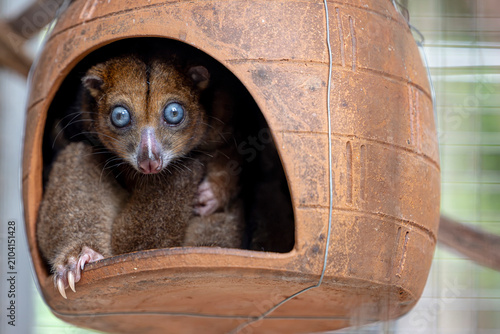 Cuadro en lienzo A Blue-eyed Cuscus (Phalanger matabiru) perched on a branch, showing its pale fur and distinctive bright blue eyes