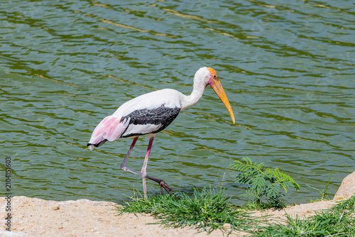 A wild Painted Stork (Mycteria leucocephala) wandering freely through Khao Kheow Open Zoo in Thailand.