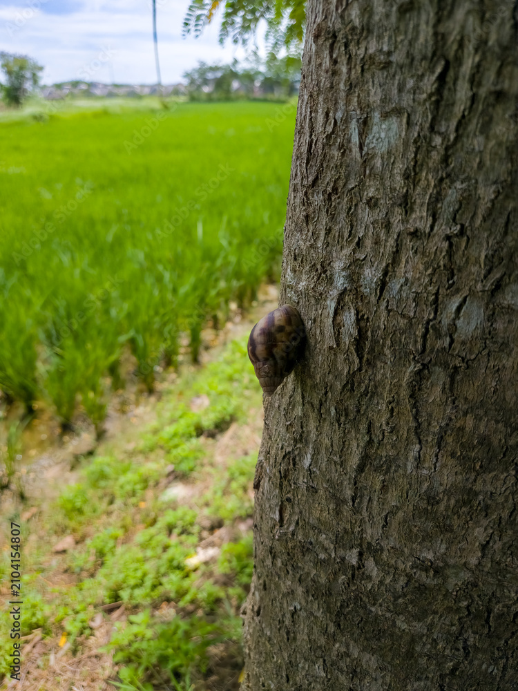 Obraz premium Land Snail Attached to Tree Trunk Beside Green Rural Field in Natural Daylight