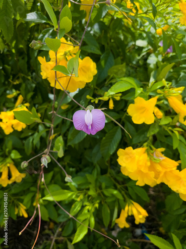 Foto Purple Butterfly Pea Flower Among Yellow Trumpetbush Blooms and Green Foliage in