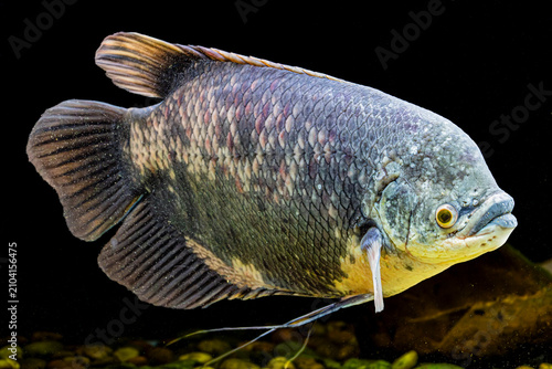 An Elephant Ear Gourami (Osphronemus exodon) swimming underwater, showing its robust body and distinctive protruding jaws.