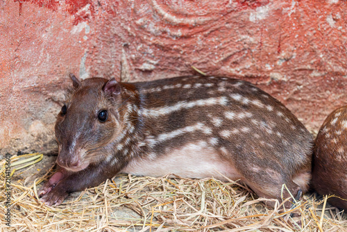 A Lowland Paca (Cuniculus paca) showing its brown coat and distinctive rows of white spots.
