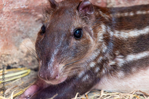 Fotografie A Lowland Paca (Cuniculus paca) showing its brown coat and distinctive rows of white spots