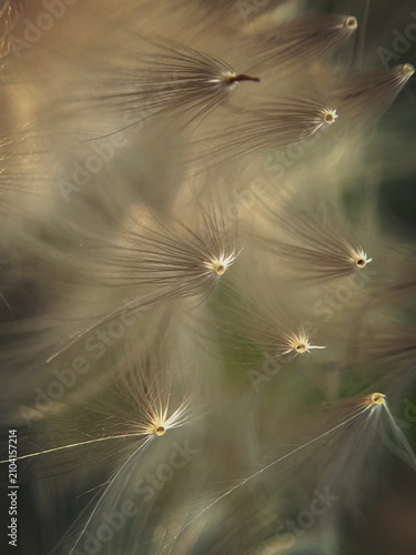 Fotografi Macro close-up of delicate dandelion seed heads, with feathery white parachutes glowing in soft light against a dark blurred background