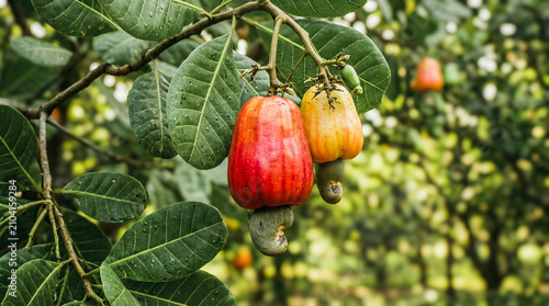 Two Ripe Cashew Apples Red and Yellow Hanging on Tree Branch in Orchard Plantation