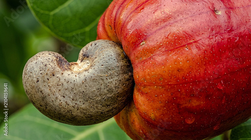 Macro Close Up Texture of Ripe Red Cashew Apple Skin and Raw Nut Attached
