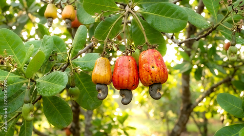 Ripe Cashew Apples Yellow and Red Color Hanging on Tree Branch in Orchard
