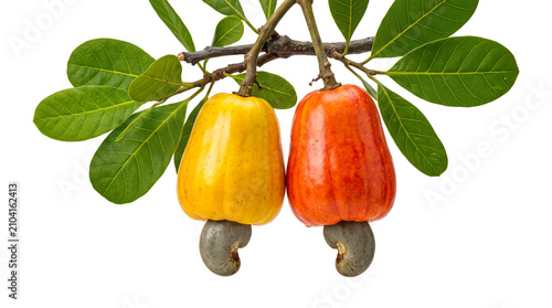 Two Ripe Cashew Apples Yellow and Red Color with Raw Nuts Hanging on Tree Branch Isolated on White Background