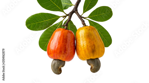 ripe apricots with leaves isolated. Two Ripe Cashew Apples Yellow and Red Color with Raw Nuts Hanging on Tree Branch Isolated on White Background