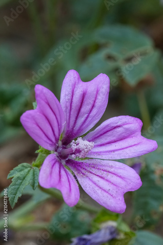 Vibrant Purple Mallow Bloom Close Up in Natural Setting, Delicate Petals and Detailed Center in Soft Light