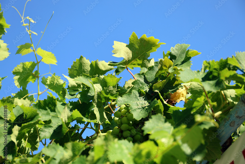 Foto Growing grapes on the vine.