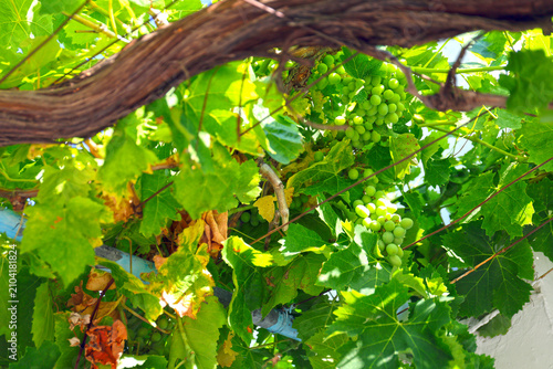 Tableau sur toile Growing grapes on the vine.