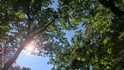 Sunlight through an oak (Quercus spp.) canopy beneath a clear blue sky