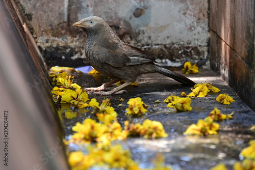 Photography A Yellow-billed Babbler sits quietly in a shallow stone water drain strewn with bright yellow tree blossoms, creating a lovely contrast between the bird's earthy tones and the vivid flowers