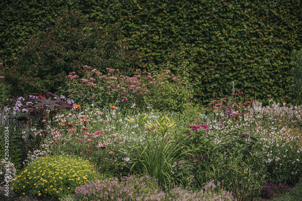 Obraz premium Colorful flower garden with various blooming plants including daisies, lilies, and lavender against a lush green backdrop of climbing ivy and foliage
