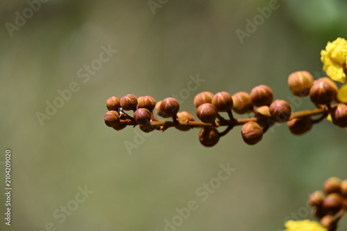 A close-up shot focusing on a neat row of velvety brown flower buds lining a stem, leading into bright yellow Copperpod blossoms.