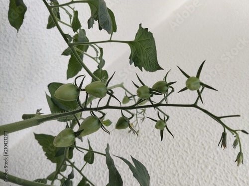 branch of a tree