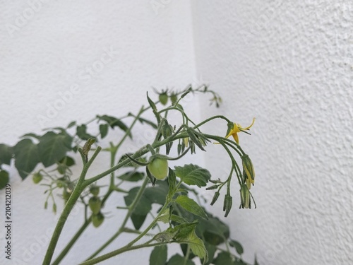 plant on the wall