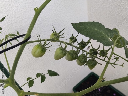 olives on tree