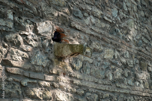 Slika na platnu A medieval gutter or corbel, a stone element protruding from the ancient stonework of a castle or fortress wall