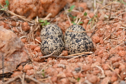 Konstfotografi Four heavily speckled, camouflaged Yellow-wattled Lapwing eggs laying safely in a shallow depression nest on dry, stony ground