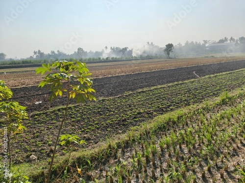 Expansive agricultural landscape bathed in soft morning light, showcasing the cycle of cultivation from tilled earth to burgeoning young crops across serene fields