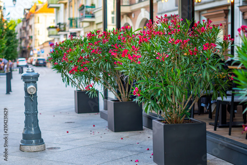 Close-up of a café patio on a city street, featuring a row of pink-red blooming oleander shrubs in modern, black planters and an antique fire hydrant in the foreground, on a sunny day.