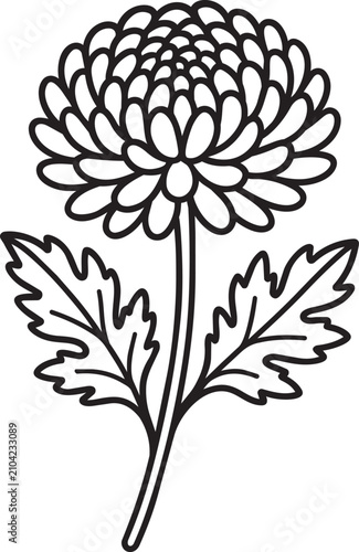 Detailed full chrysanthemum blossom outline spring botanical illustration graphic design element editable stroke vector line icon