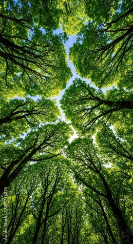 Look up at the lush green canopy of a dense forest where sunlight filters through the intricate branches and vibrant leaves against blue sky, trees, vegetation, sky