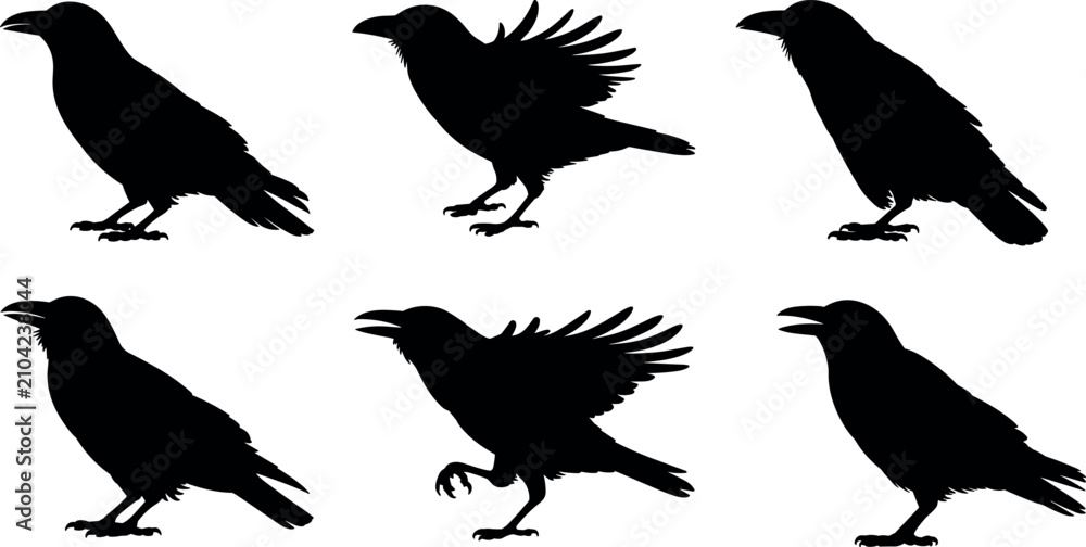 Fototapeta premium Flock of crows and ravens black silhouettes collection with standing and flapping wings bird designs