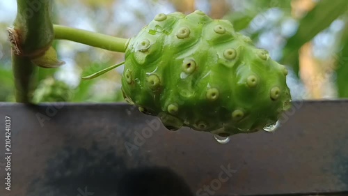 Mengkudu hijau mentah di pohon 