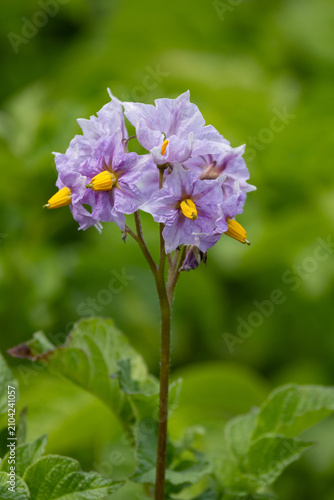 Foto Purple Potato Solanum Tuberosum Flowers Blooming On Bush Lithuania