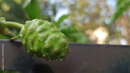 Buah mengkudu masih mentah berwarna hijau 