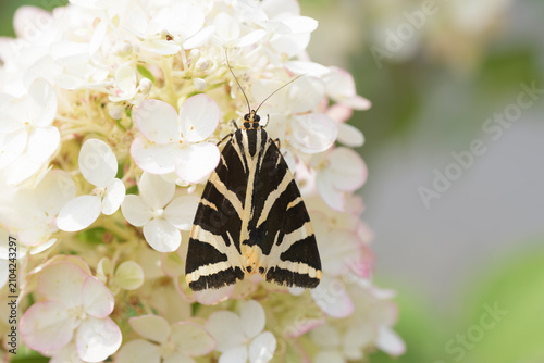 Papillon Ecaille chinée sur un hortensia