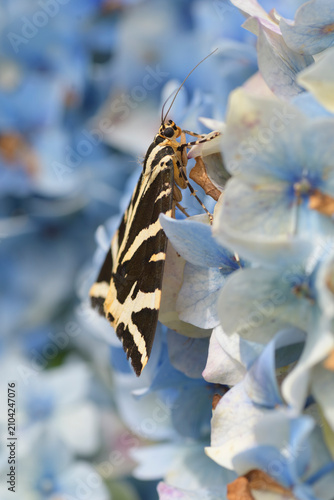 Papillon Ecaille chinée sur un hortensia