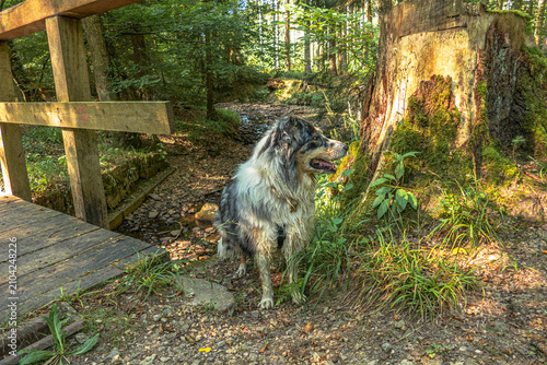 Hund im Wald