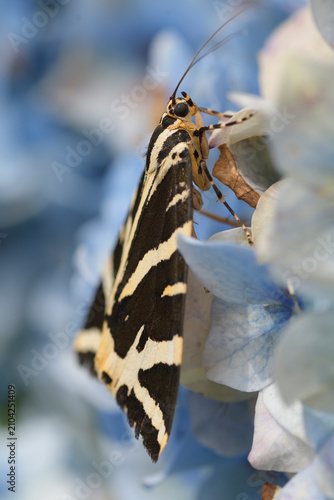 Papillon Ecaille chinée sur un hortensia